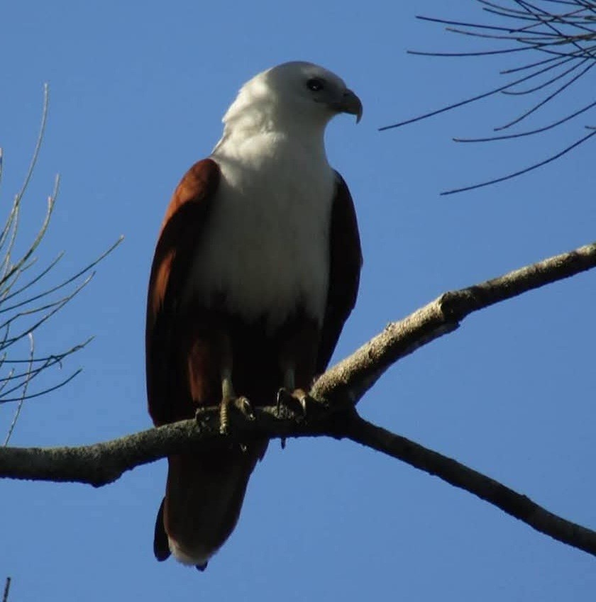 Brahminy Kite - ML638526116