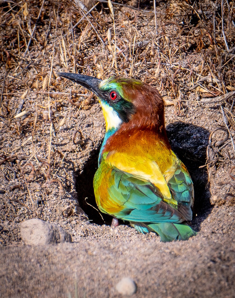 European Bee-eater - ML638526120