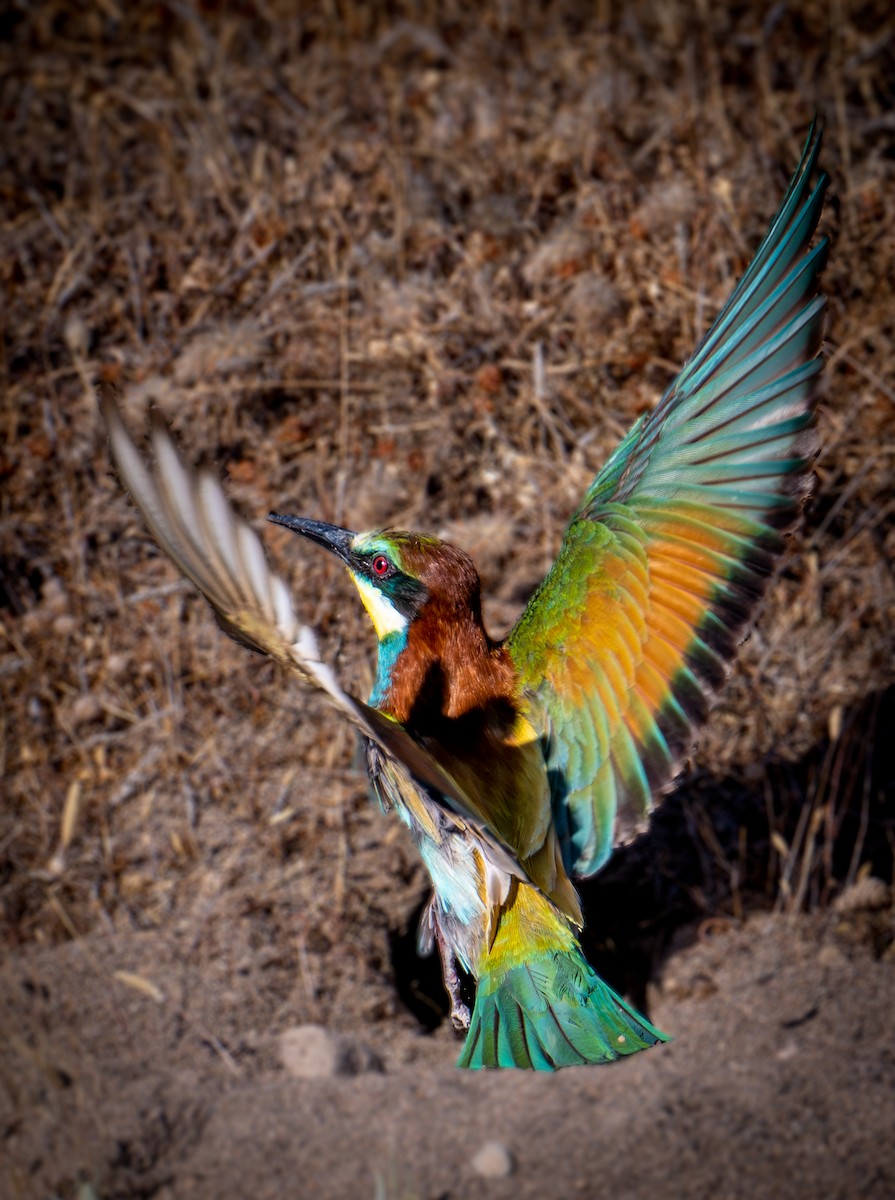 European Bee-eater - ML638526121