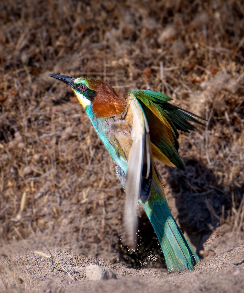 European Bee-eater - ML638526122