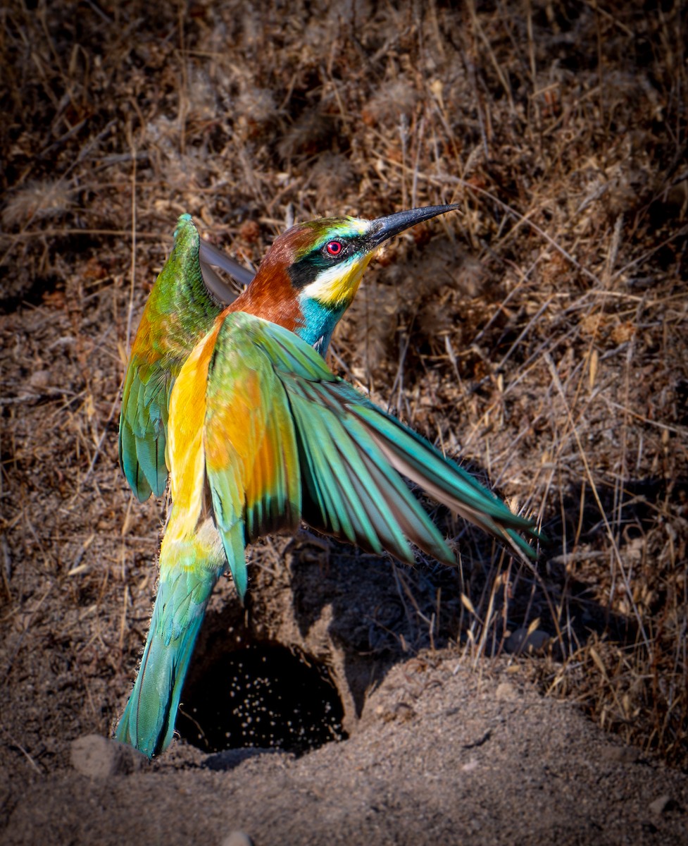 European Bee-eater - ML638526123