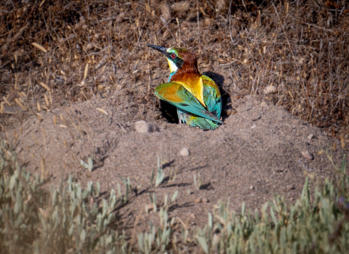 European Bee-eater - ML638526124