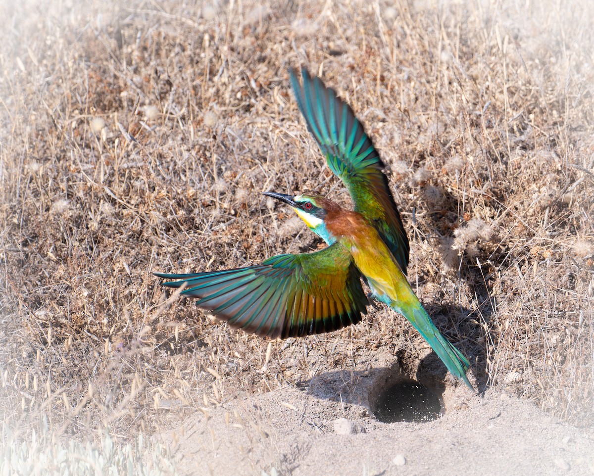 European Bee-eater - ML638526125