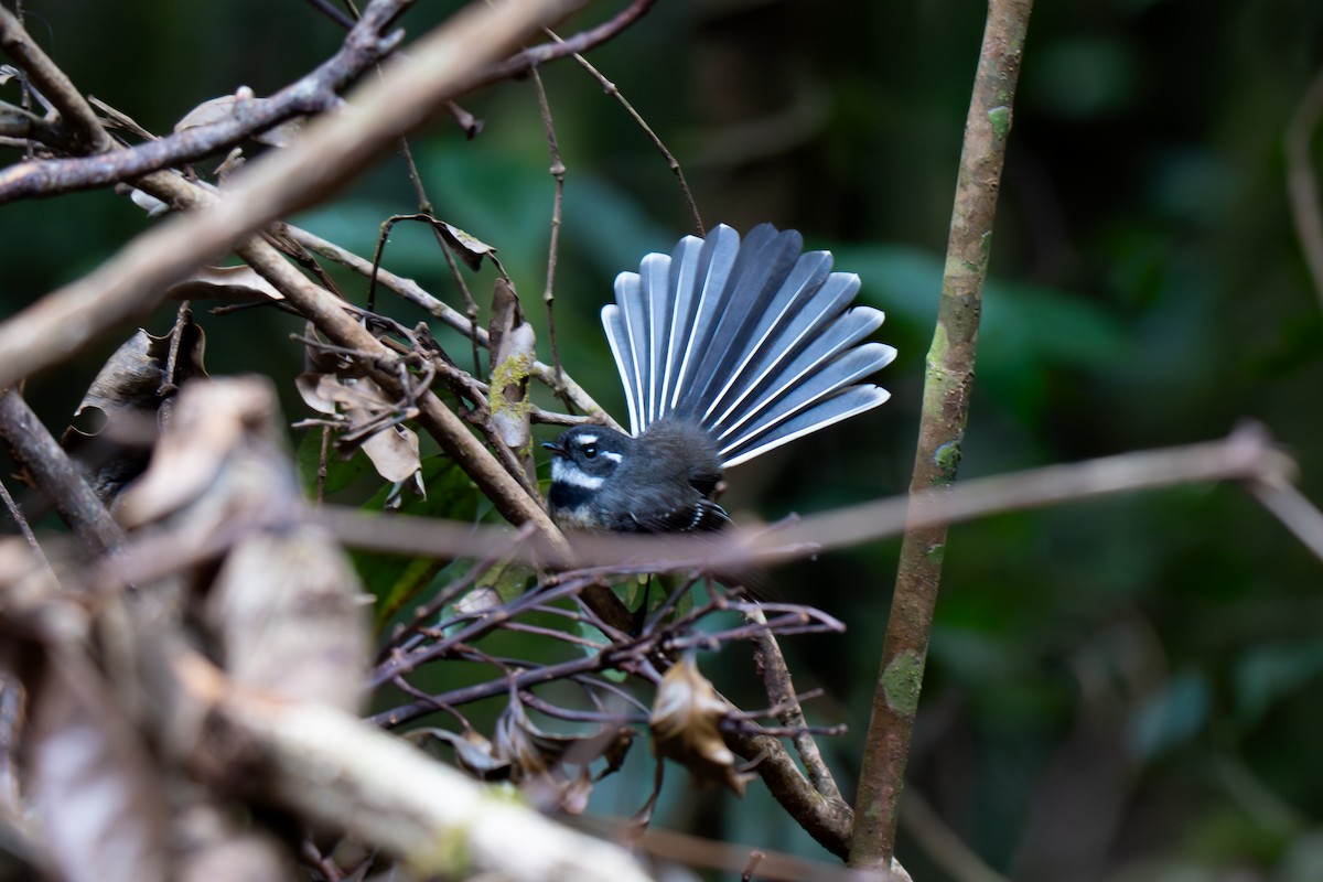 Gray Fantail (albiscapa) - ML638526130