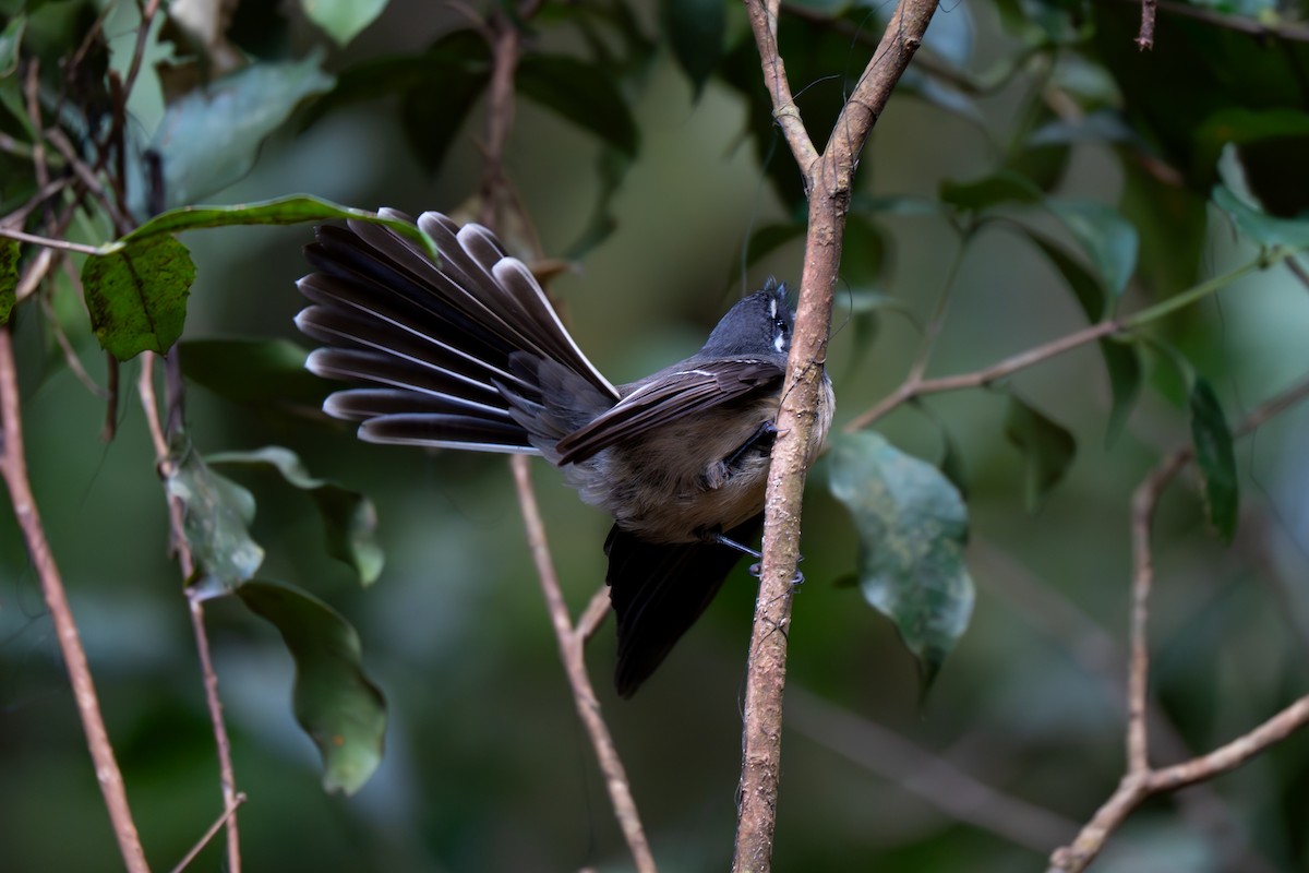 Gray Fantail (albiscapa) - ML638526136