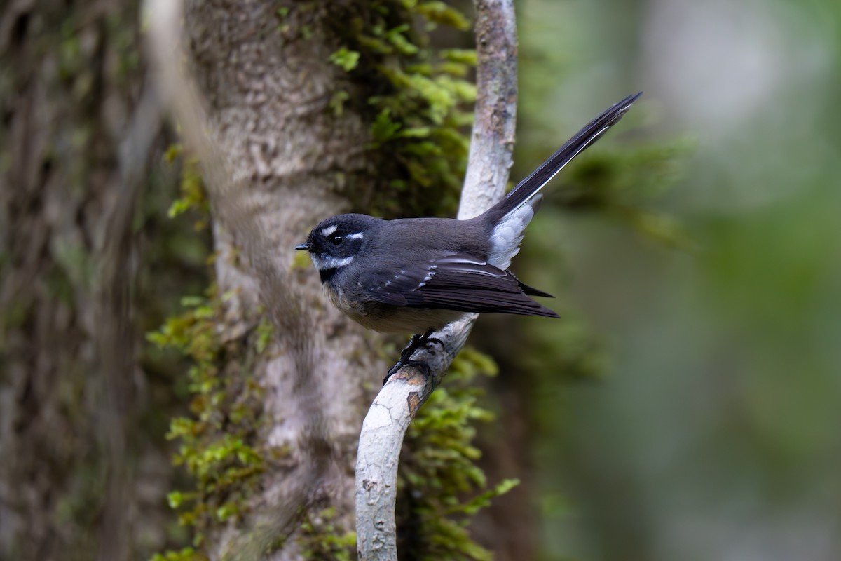 Gray Fantail (albiscapa) - ML638526141