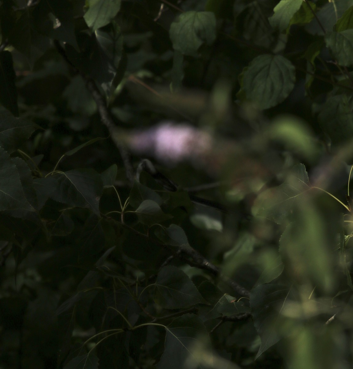 Long-tailed Tit - ML638526143