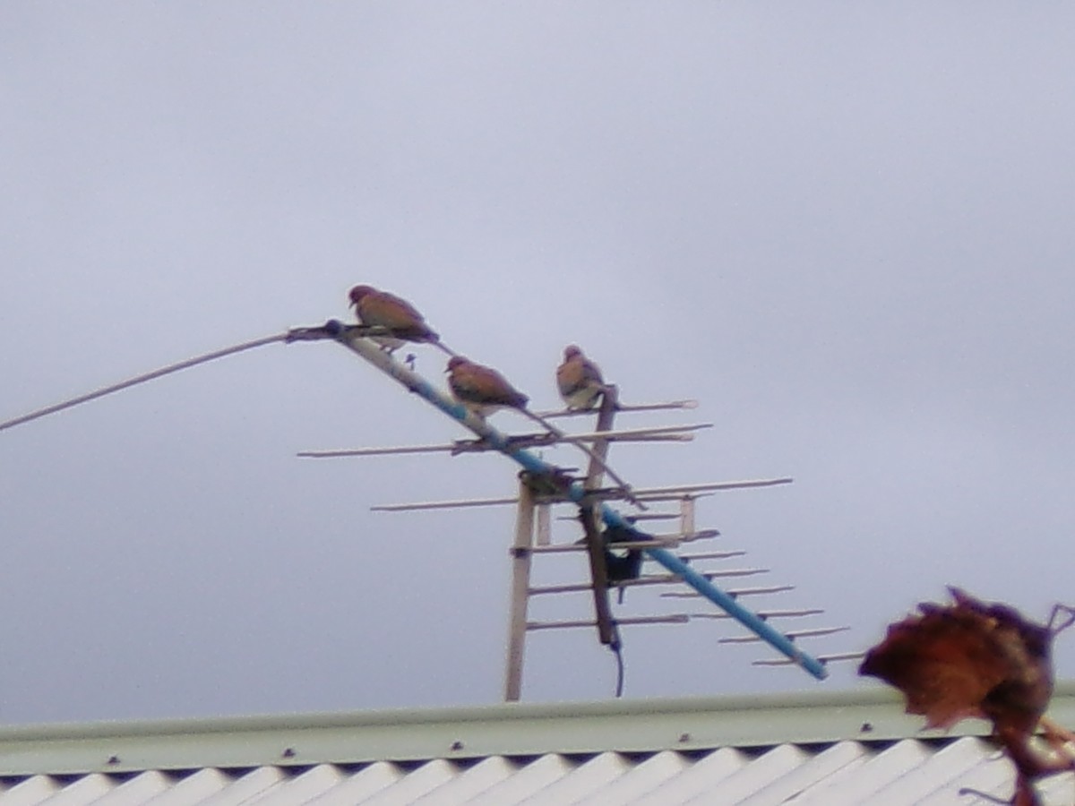 Laughing Dove - ML638526145
