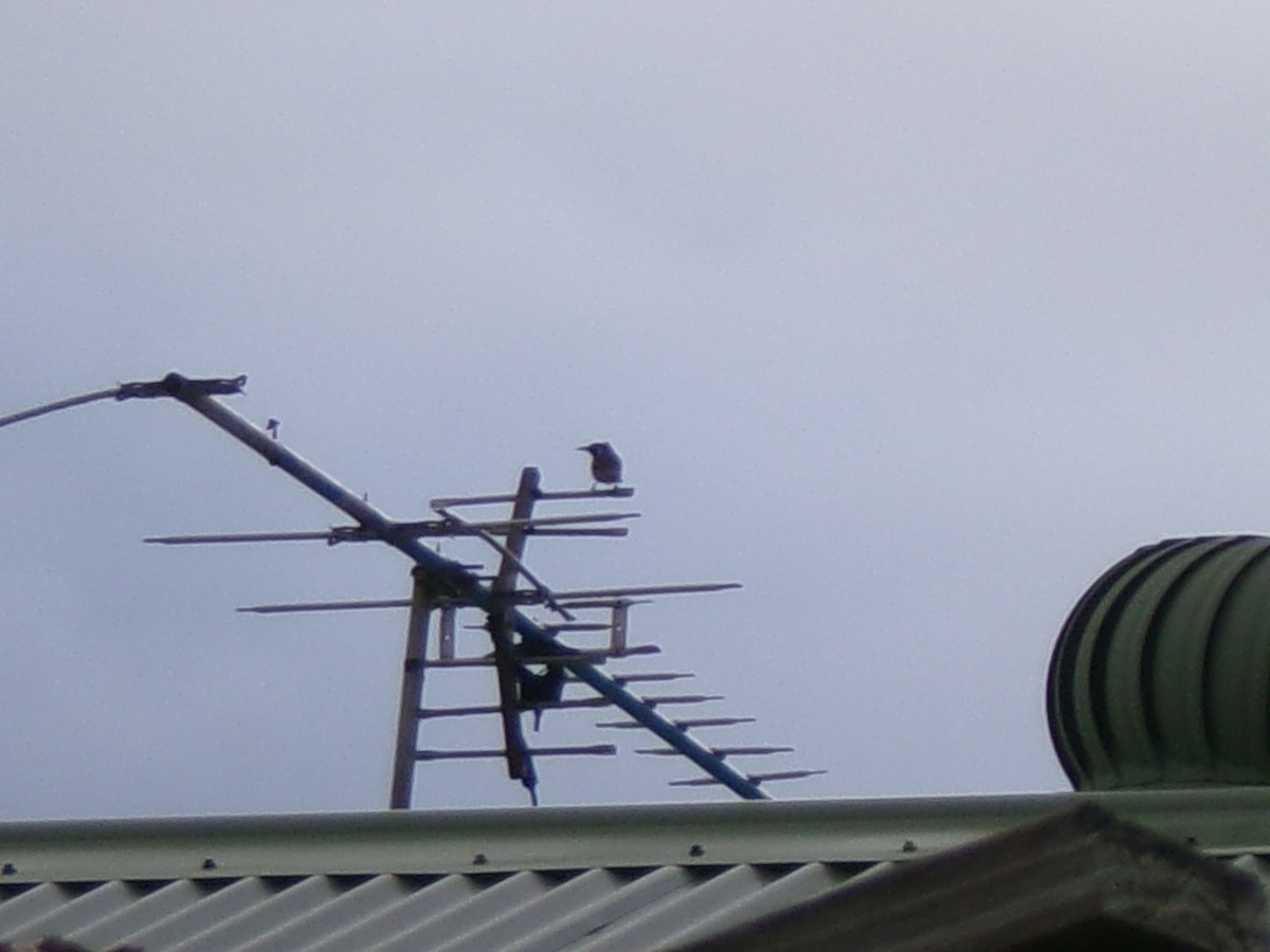 New Holland Honeyeater - ML638526149