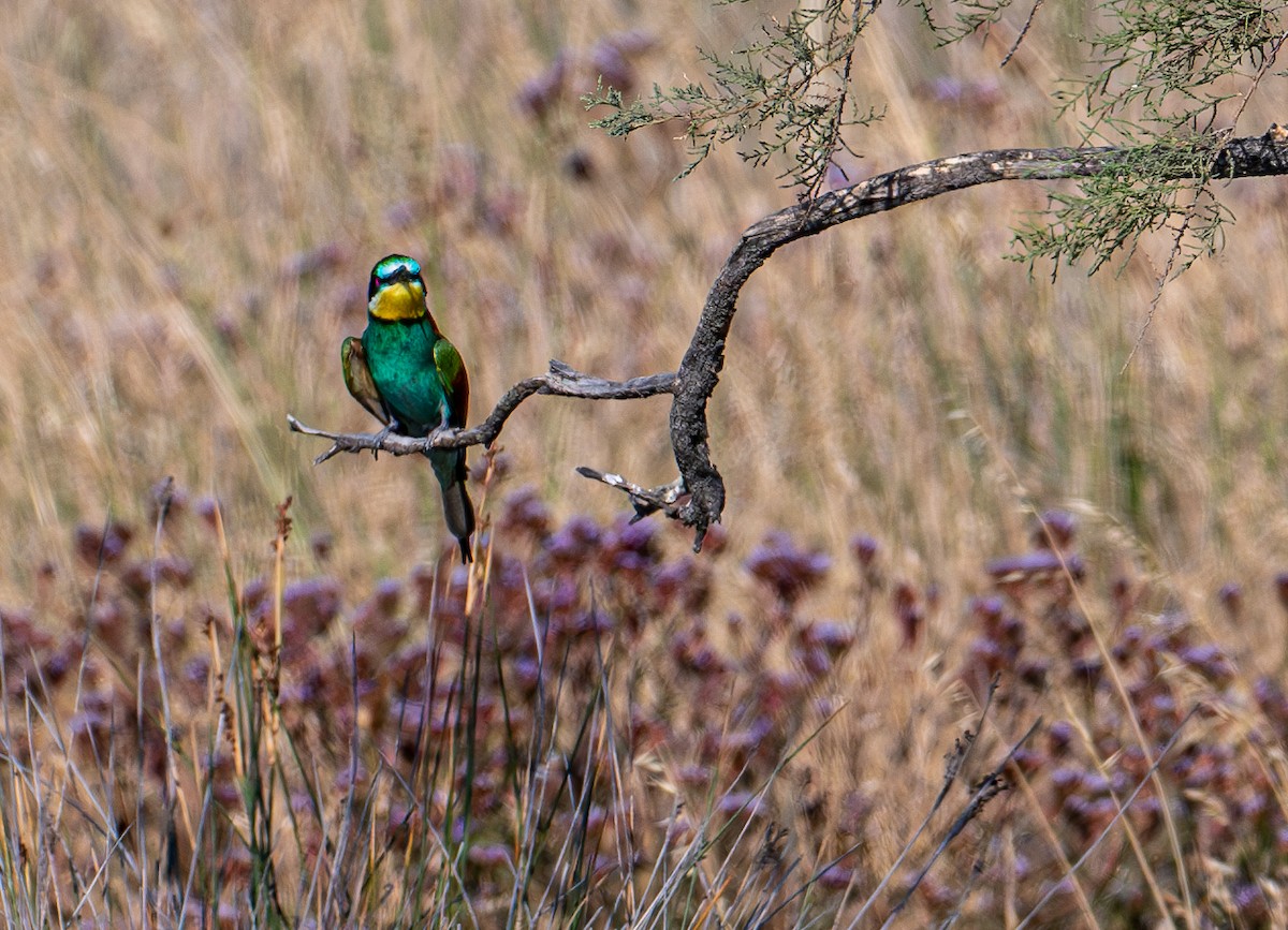 European Bee-eater - ML638526160