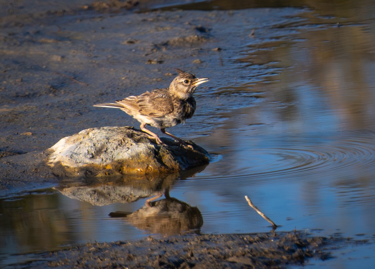 Crested Lark - ML638526162