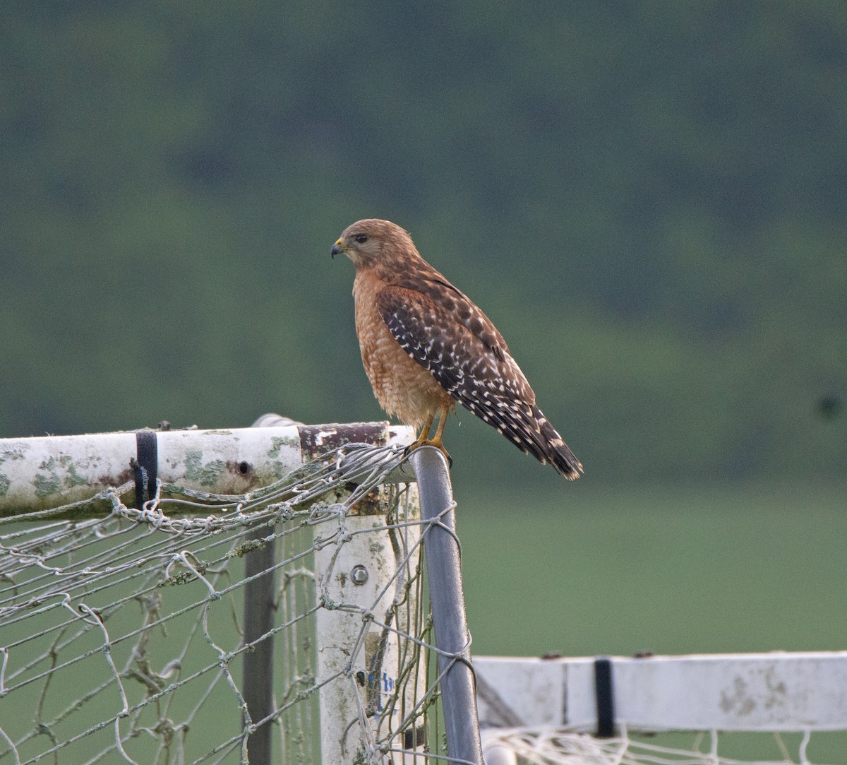 Red-shouldered Hawk - ML638526163