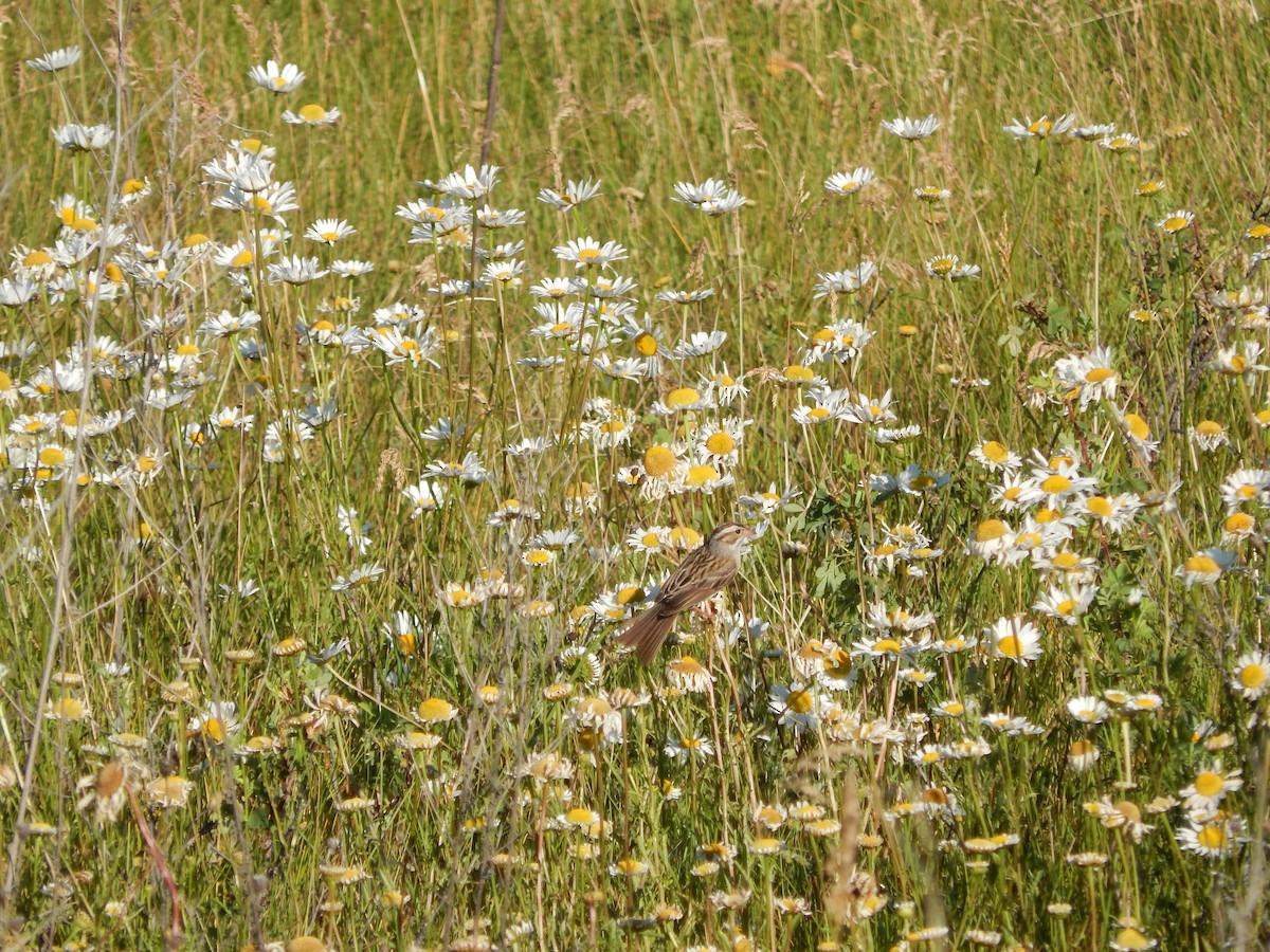 Clay-colored Sparrow - ML63852621