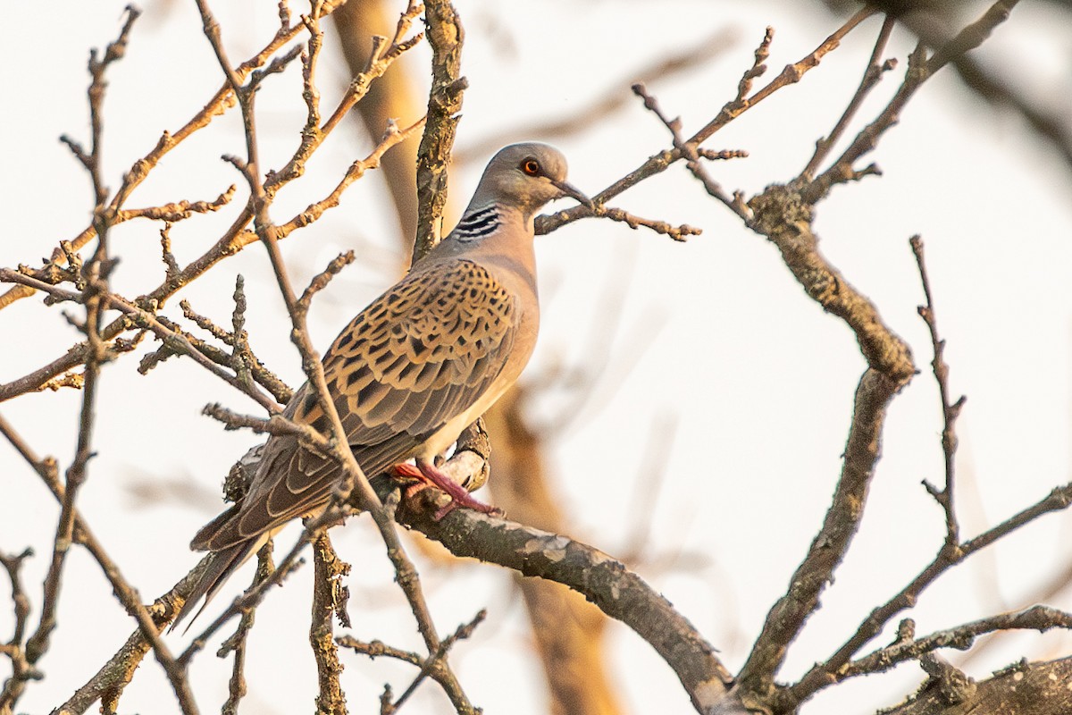 European Turtle-Dove - ML638526237