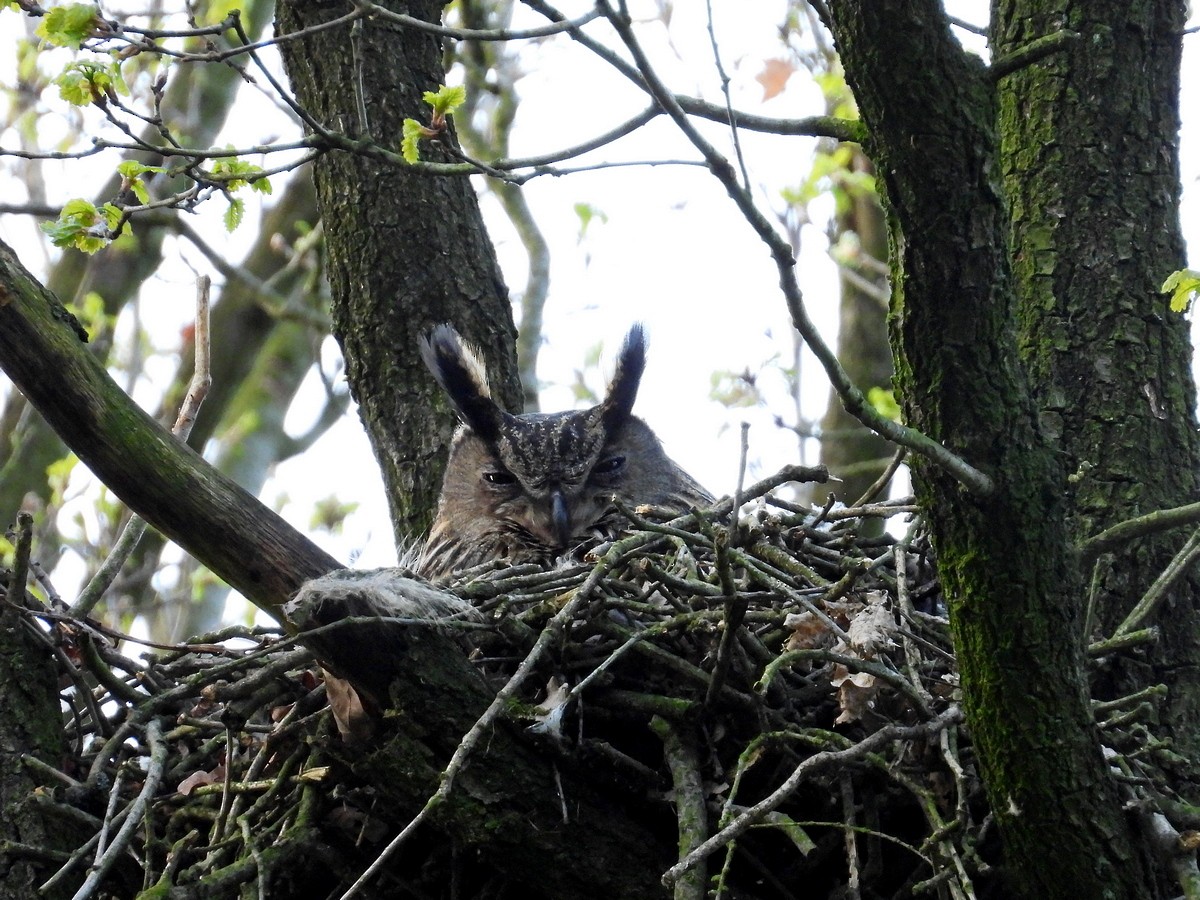 Eurasian Eagle-Owl - ML638526239