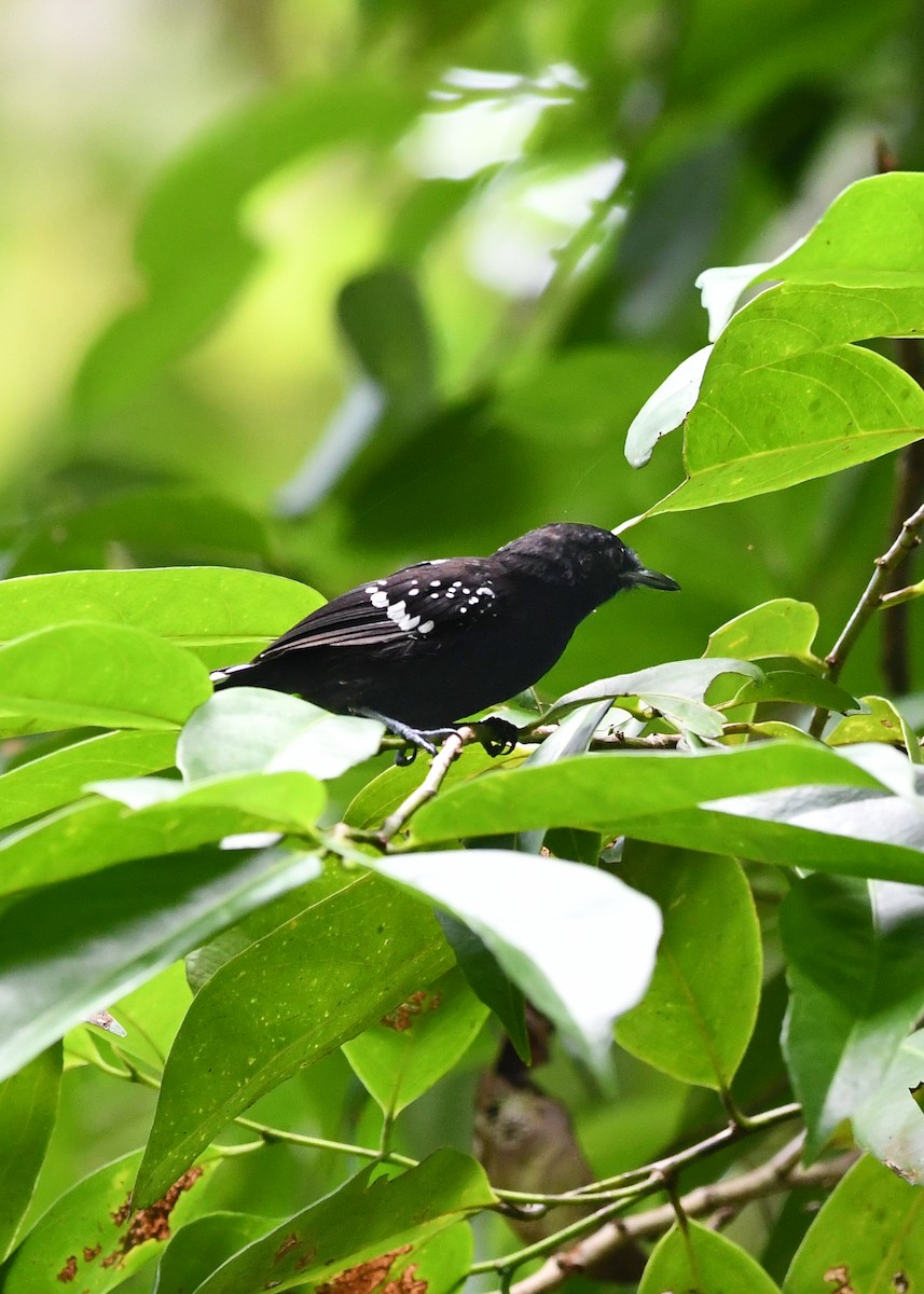 Dot-winged Antwren - ML638526246
