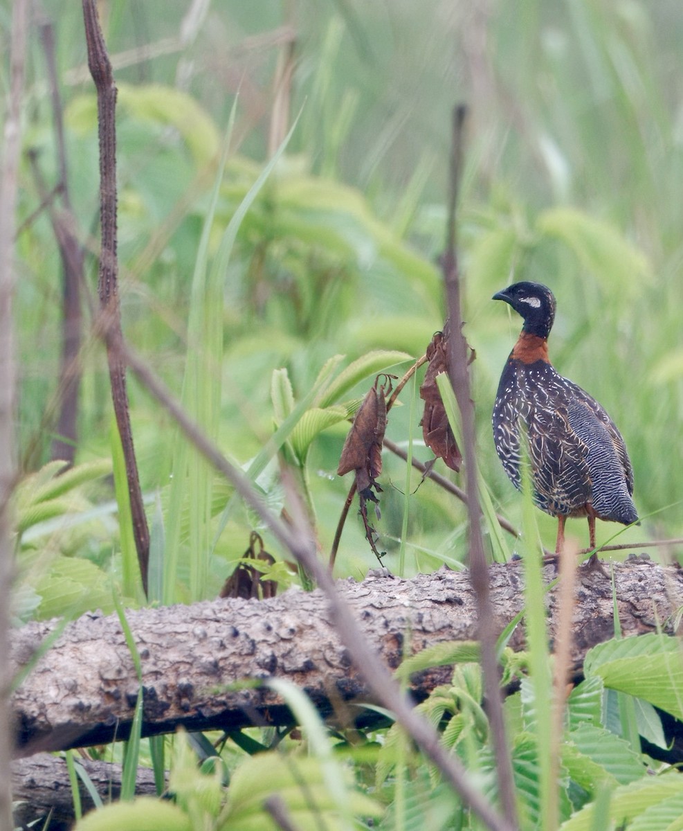 Black Francolin - ML638526285