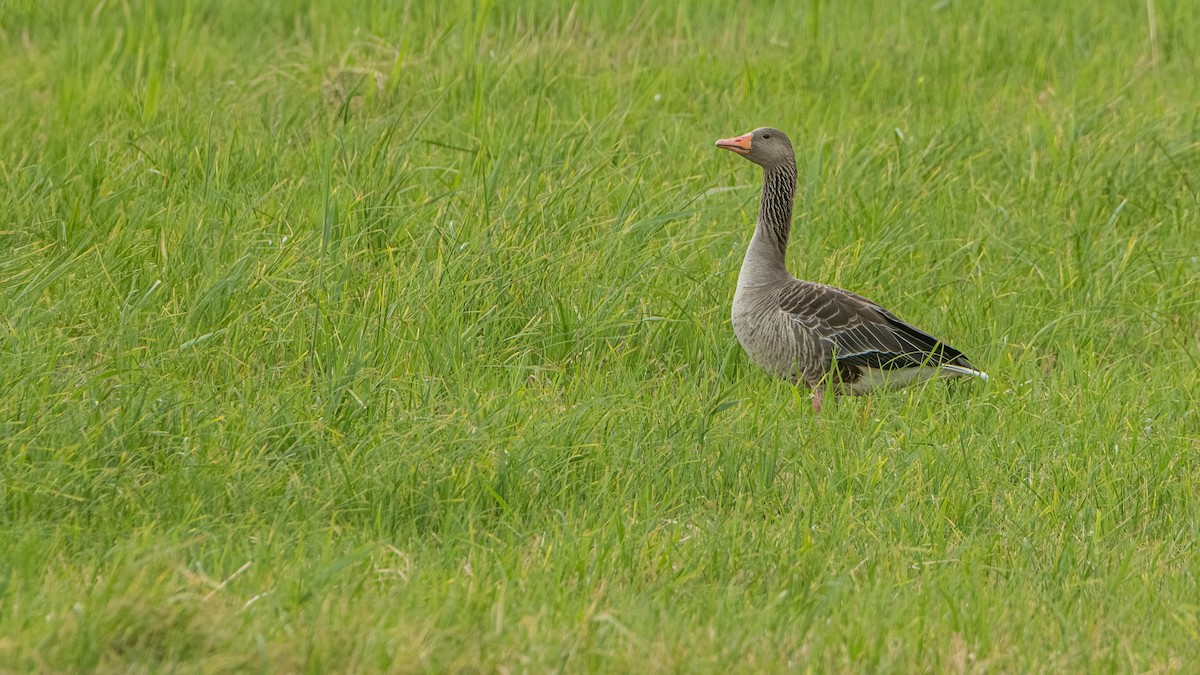 Graylag Goose - ML638526289