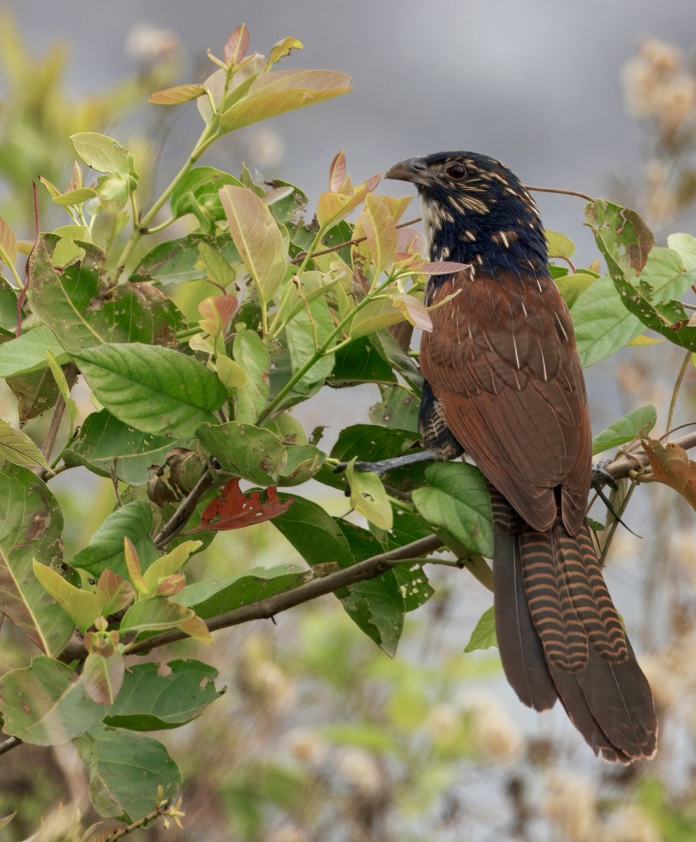 バンケン - ML638526290