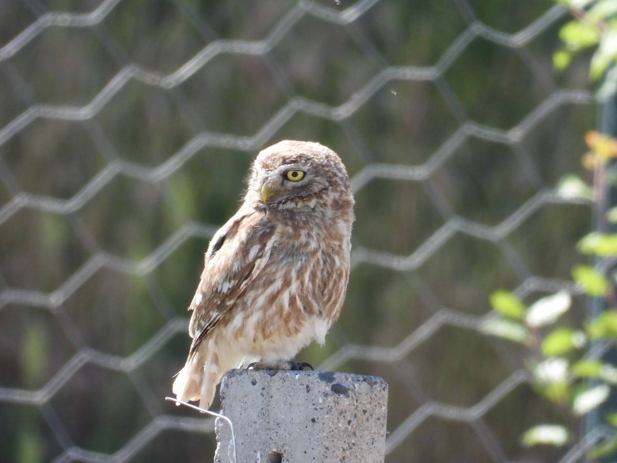 Little Owl - ML638526292