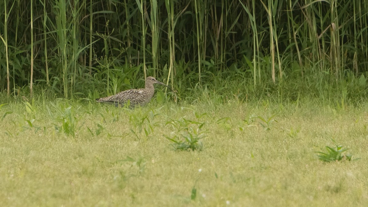 Eurasian Curlew - ML638526294