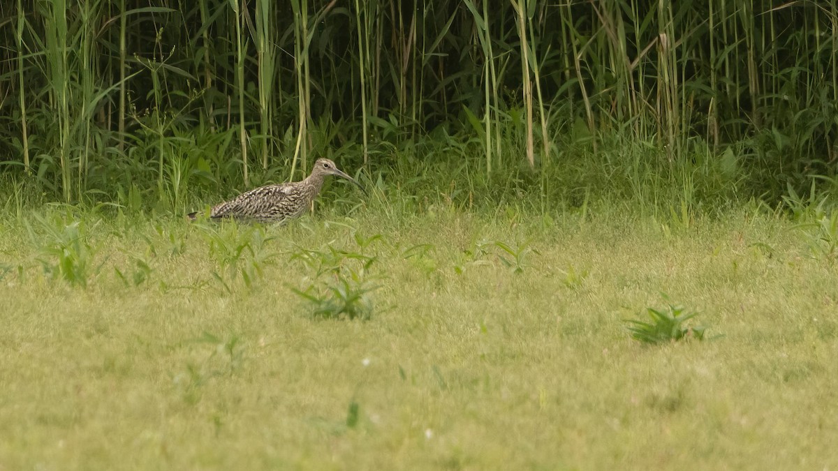 Eurasian Curlew - ML638526295