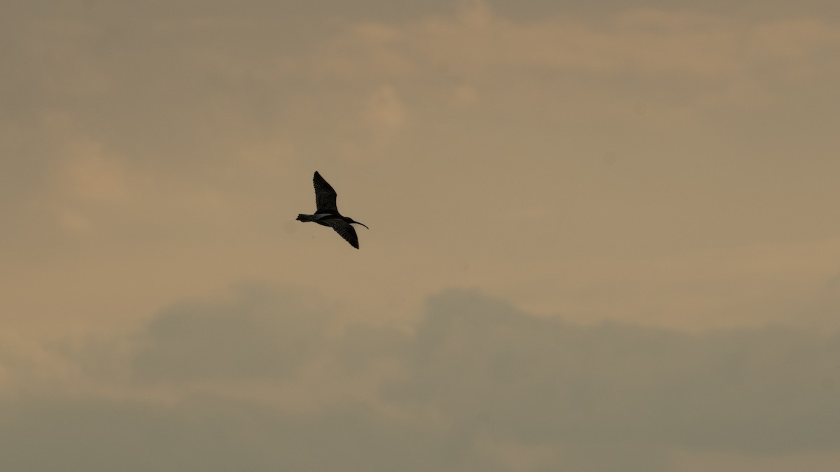 Eurasian Curlew - ML638526296