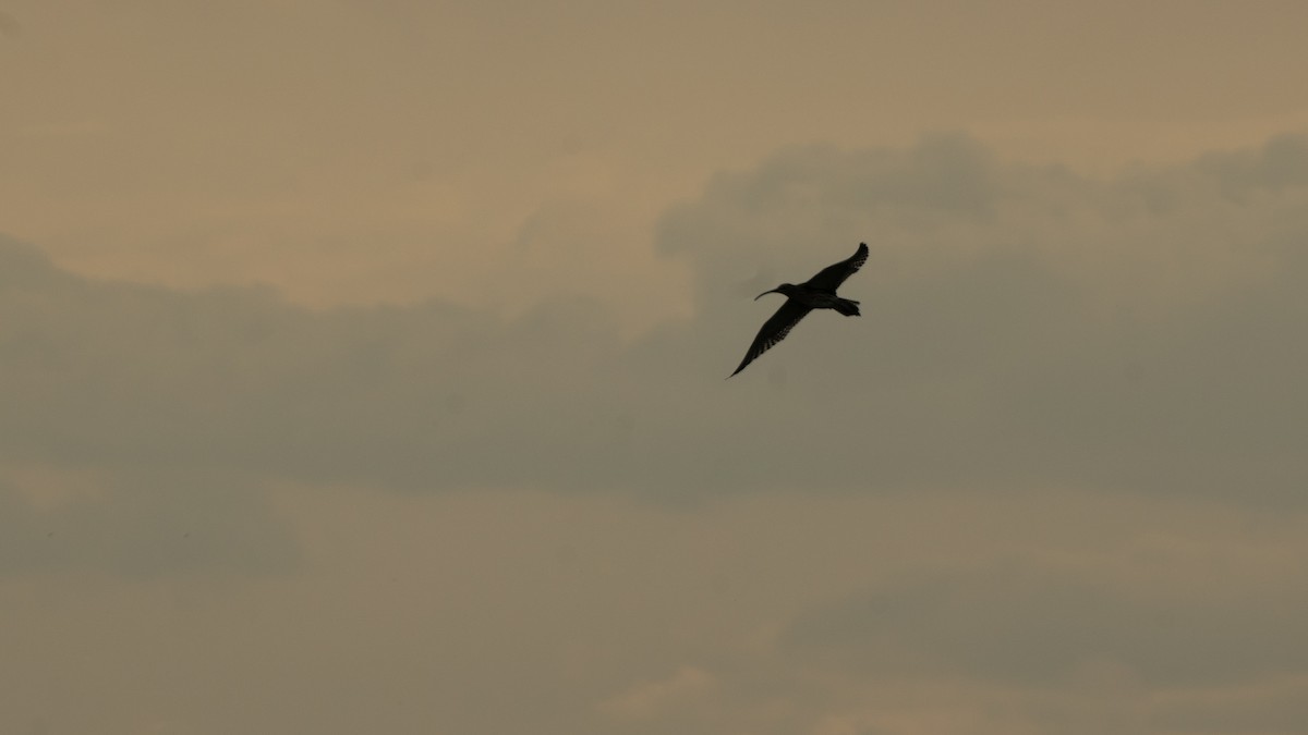 Eurasian Curlew - ML638526297