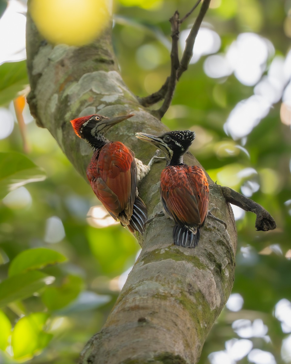 Crimson-backed Flameback - ML638526306