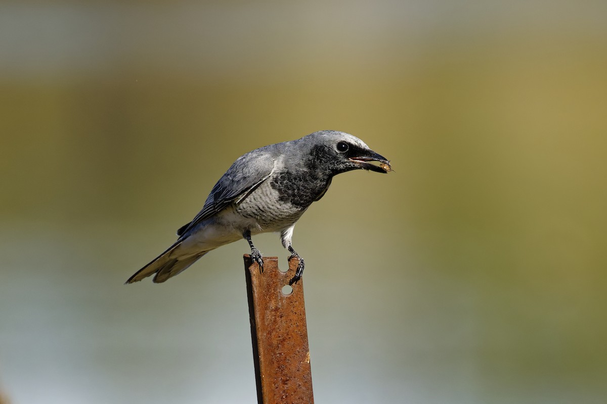 White-bellied Cuckooshrike - ML638526316