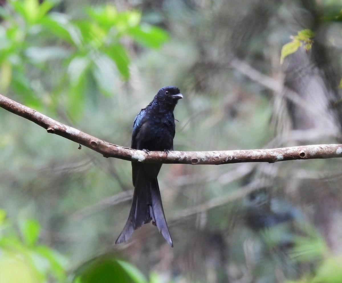 Sri Lanka Drongo - ML638526326