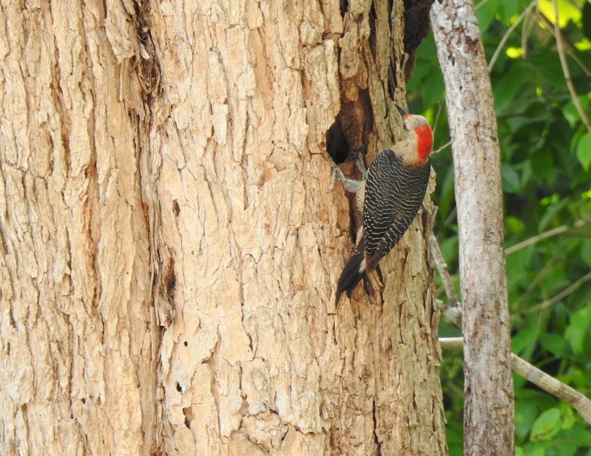 Golden-fronted Woodpecker - ML638526331