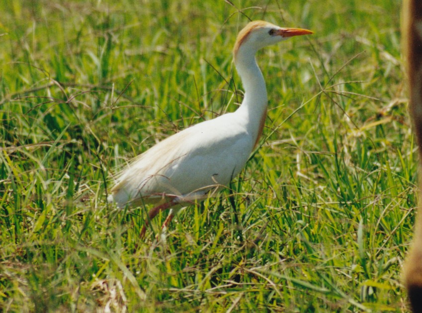 Western Cattle-Egret - ML638526332
