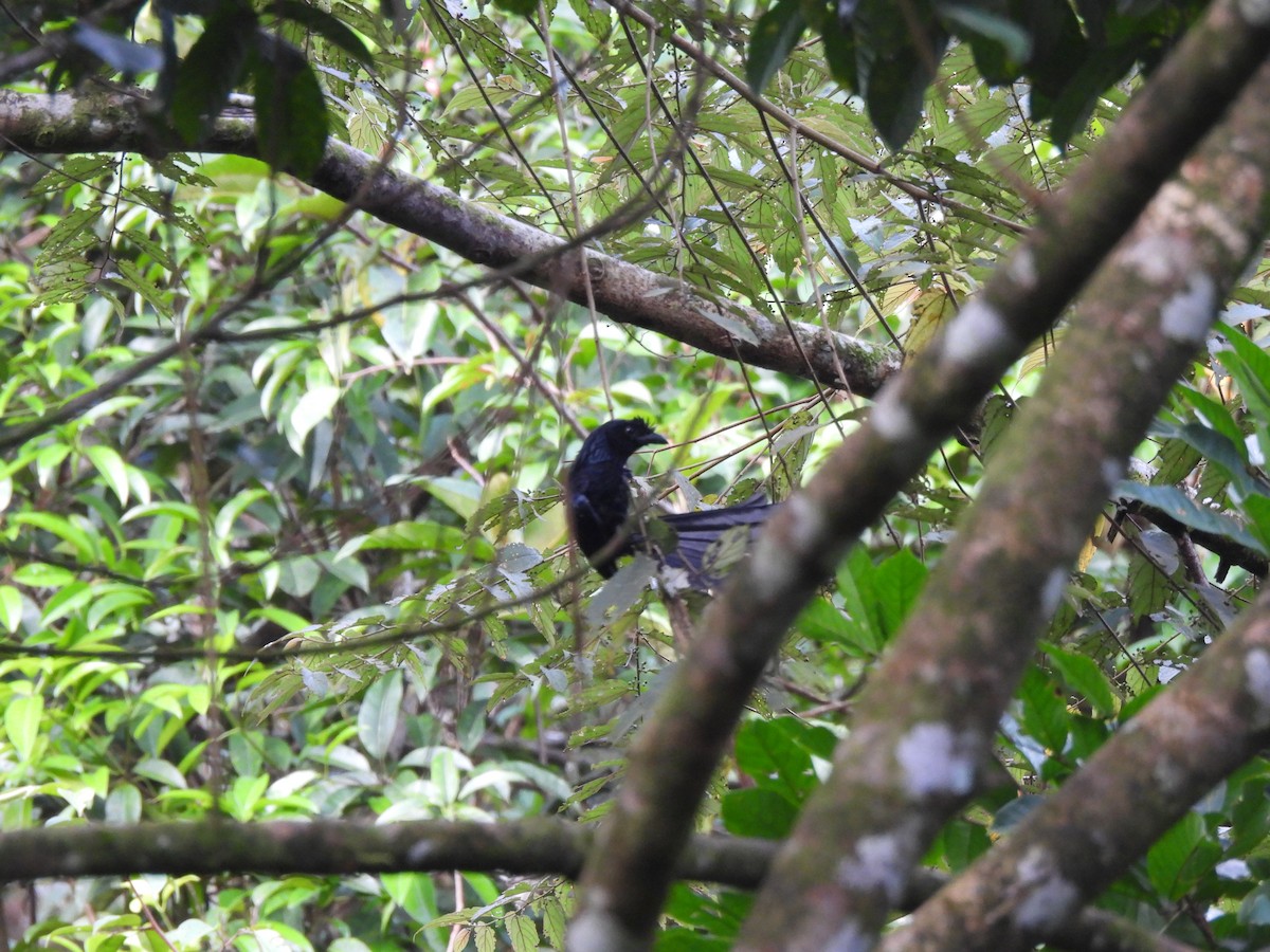 Sri Lanka Drongo - ML638526390