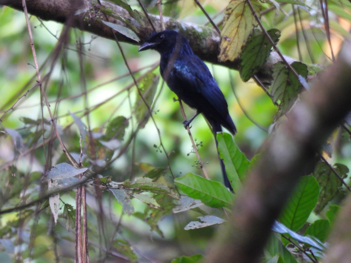 Sri Lanka Drongo - ML638526391