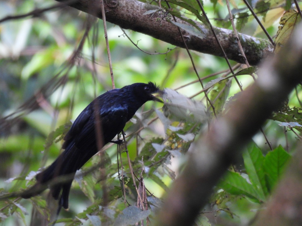 Sri Lanka Drongo - ML638526392