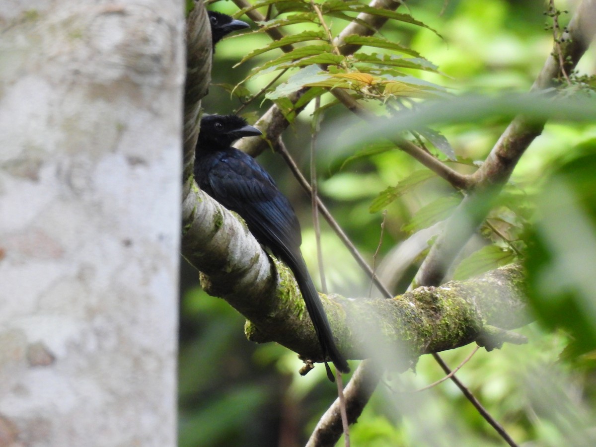 Sri Lanka Drongo - ML638526393