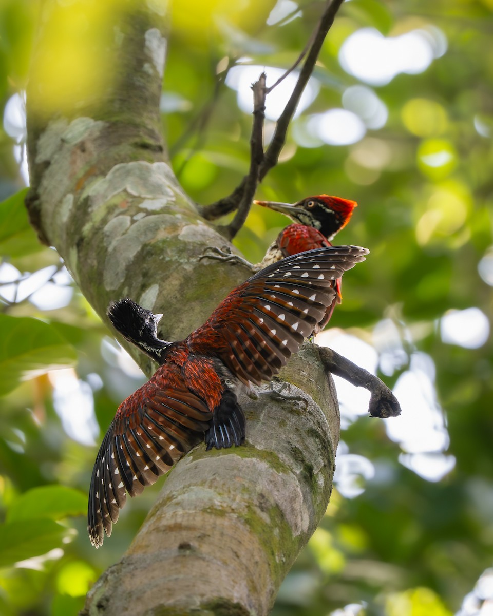 Crimson-backed Flameback - ML638526421