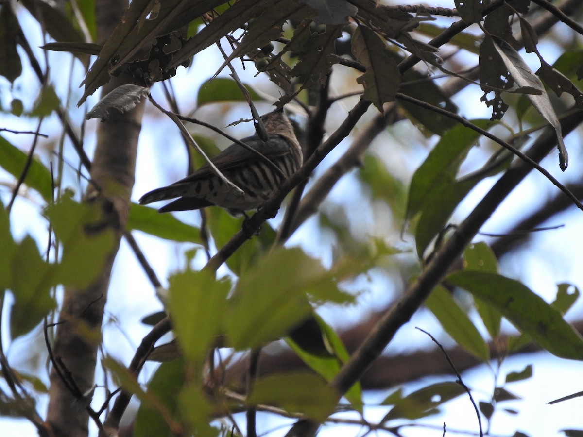 Shining Bronze-Cuckoo - ML638526448