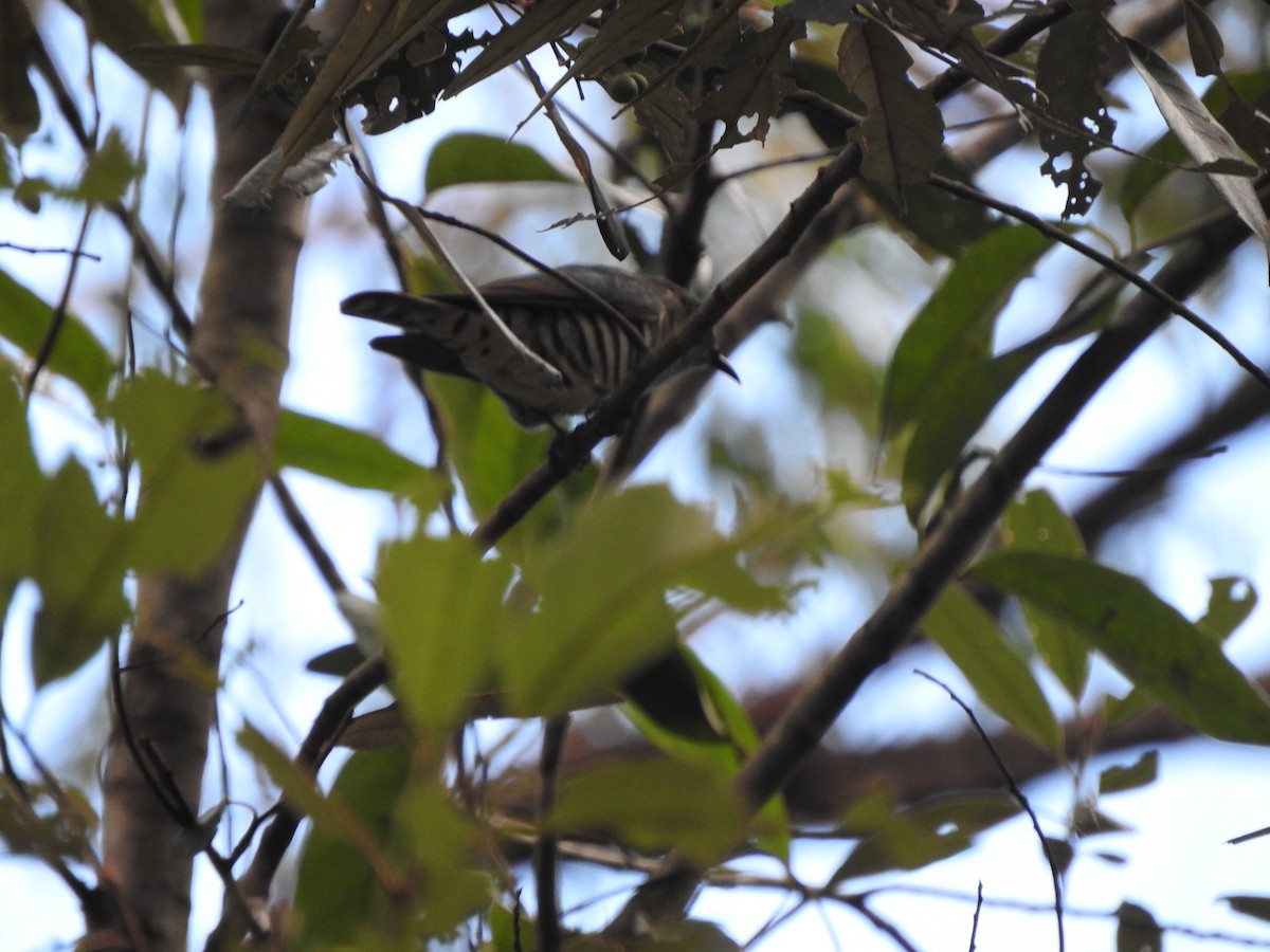 Shining Bronze-Cuckoo - ML638526452