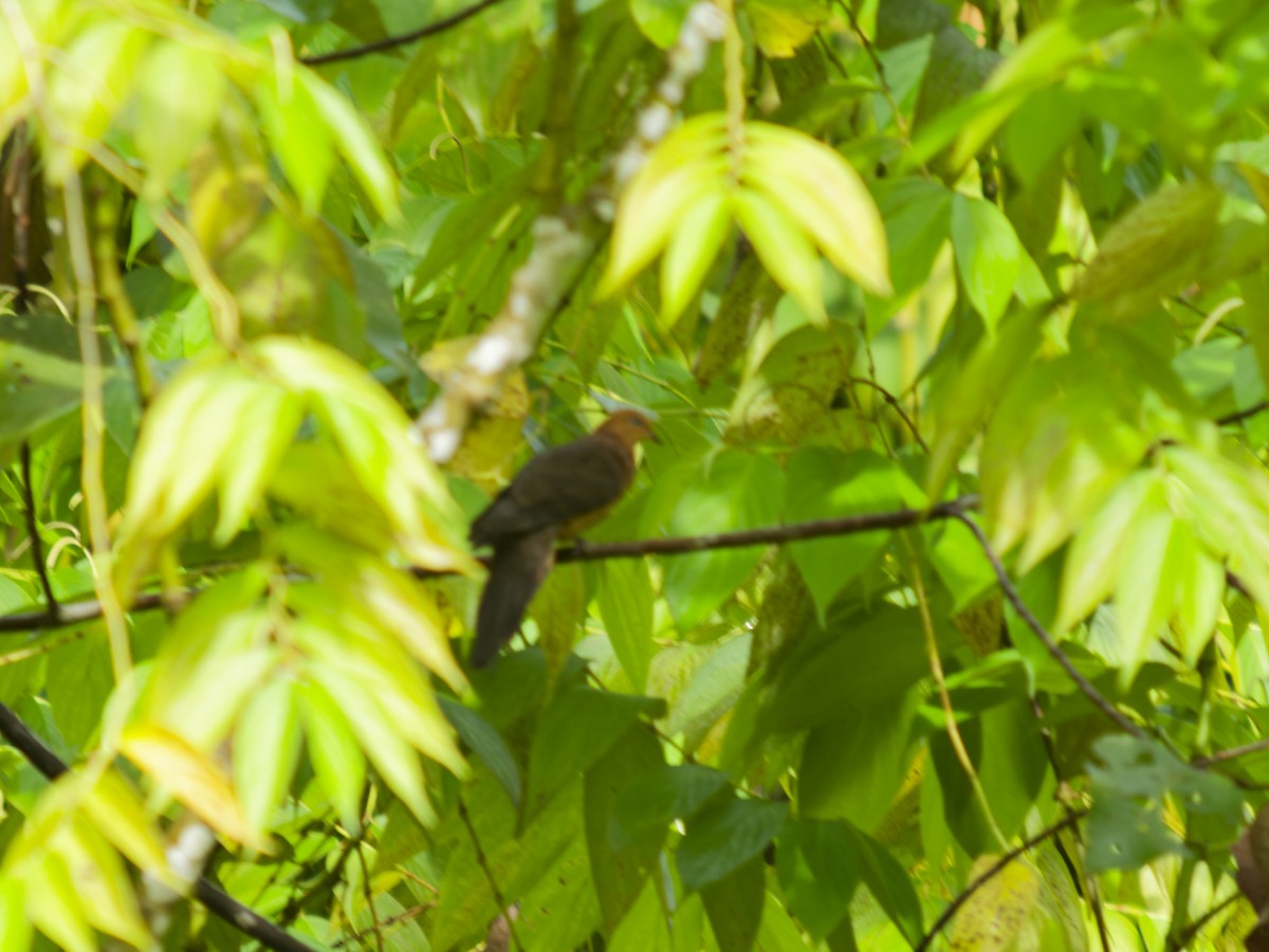 Little Cuckoo-Dove - ML638526457