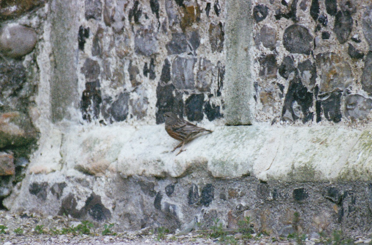 Alpine Accentor - ML638526488