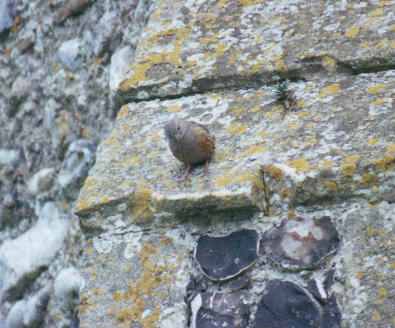 Alpine Accentor - ML638526489