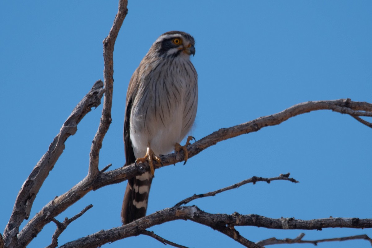 Spot-winged Falconet - ML638526500