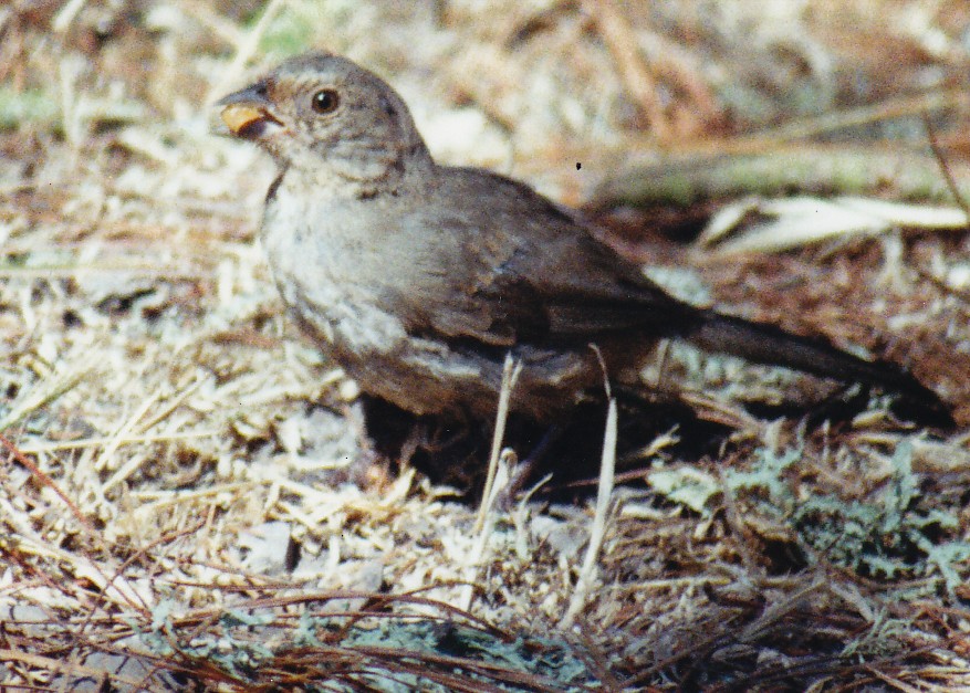 California Towhee - ML638526530