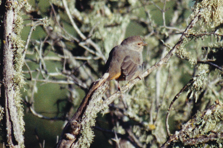 California Towhee - ML638526534