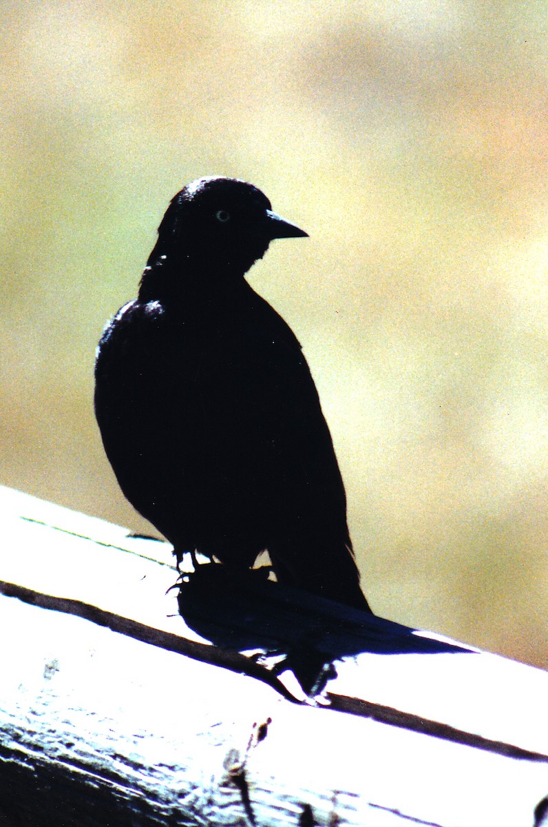 Brewer's Blackbird - ML638526537