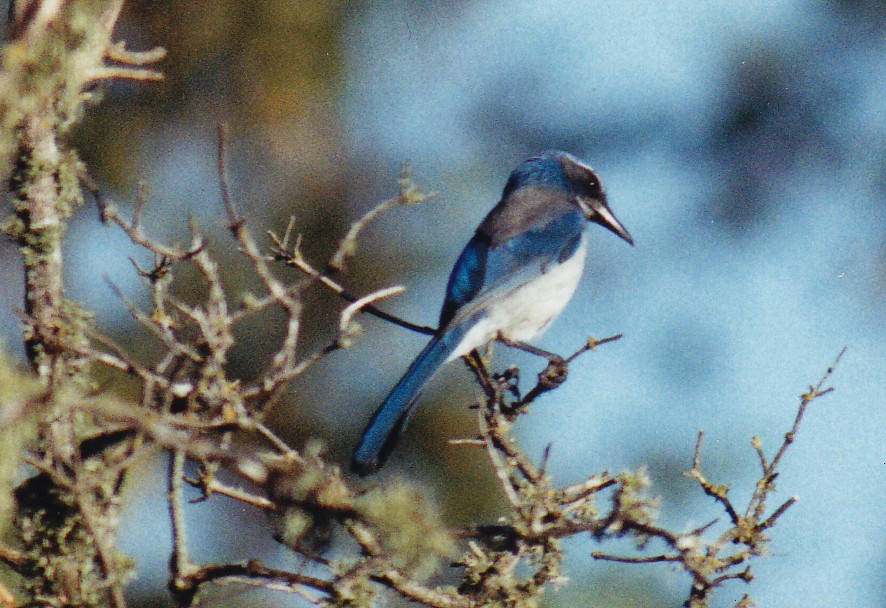 California Scrub-Jay - ML638526548