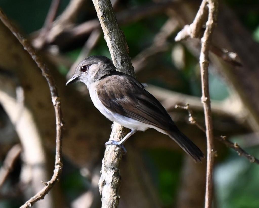 Mangrove Whistler - ML638526579
