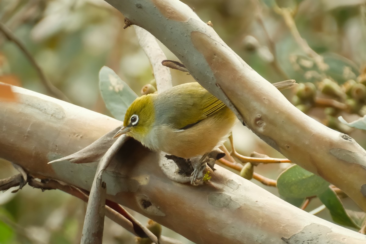 Silvereye - ML638526609